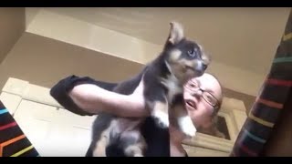 Husband Surprises Wife With Corgi Puppy [upl. by Ilyse]