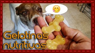 ¡Deliciosas y saludables Recetas de gelatinas nutritivas para consentir a tu perro [upl. by Vivyanne]