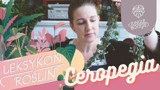 Ceropegia woodii  jak dbać o ceropegię na jakim stanowisku ją uprawiać [upl. by Siroved221]