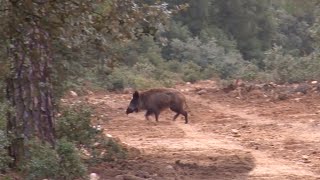 Montería de jabalíes en los viñedos ¡VÍDEO COMPLETO [upl. by Hellah]