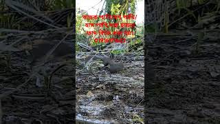 ডাহুক পাখি ধরার ফাদ তৈরীর পদ্ধতি।How to make Gallinule bird trapdahuk pakhir fadজাংগীফাদshort [upl. by Prouty]