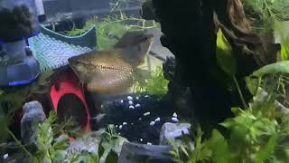 Gouramis and hair algae… [upl. by Gannie810]