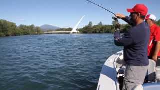 Sacramento River Trout Fishing [upl. by Lucius593]