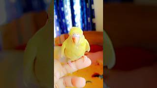 Very nice bird ❤️mylovebird lovebird sweetbird [upl. by Nie]