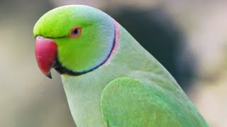 Roseringed parakeetbirdsLoveparrot [upl. by Eecram]