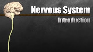 The Nervous System In 9 Minutes [upl. by Ellimaj]