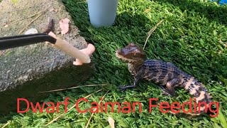 Dwarf Caiman Feeding Video 2 [upl. by Burnight]