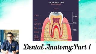 Dental Anatomy Part 1 [upl. by Eneleuqcaj]