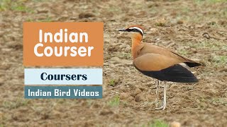 The Indian Courser Cursorius coromandelicus  Indian Bird Videos [upl. by Idur]