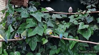 Gouldamadines Gouldian finches 2024 [upl. by Bedwell]