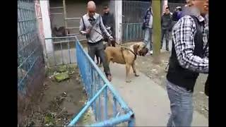 Lion vs Boerboel [upl. by Atnuahsal]