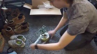 Costa Farms Fukien Tea Bonsai Unboxing Home Depot [upl. by Valenba]