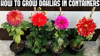 How To Grow Dahlias At Home  FULL INFORMATION [upl. by Hctub606]