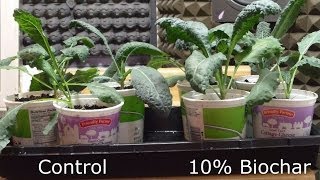 Indoor Biochar Trial Kale and Collard Results [upl. by Mlawsky]