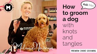 How to groom a Cavoodle with knots and tangles [upl. by Ayotaj622]