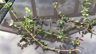 Chilean Guava Kapow making use of some broken branches to try taking some cuttings [upl. by Clemmie408]