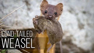 LONGTAILED WEASEL is one of the larger and bloodthirsty weasels in North America [upl. by Neelehtak]