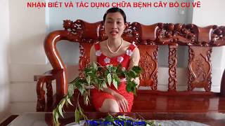 NHẬN BIẾT VÀ TÁC DỤNG CHỮA BỆNH CÂY BỒ CU VẼ The healing effect of Breynia fruticosa Hool F [upl. by Ludly]