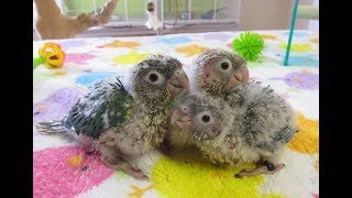 Turquoise Green Cheek Conure babies 224 Dixie and Ivy [upl. by Niobe769]