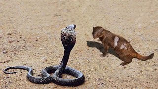 Inland Taipan vs The Mongoose Who Would Win [upl. by Margarete965]