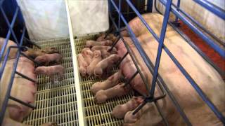 The Birthing Process of a Piglet [upl. by Rennoc649]