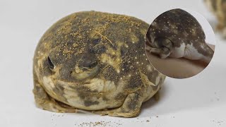 The desert rain frog is the cutest frog ever [upl. by Seiber]