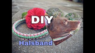 DIY Halsband aus Paracord  Zugstopphalsband  Halsband selbst machen [upl. by Morty]