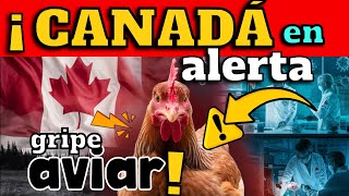 ¡ALERTA CANADÁ SE PREPARA FRENTE A LA GRIPE AVIAR H5N1 ¿RIESGO DE BROTE EN VACAS [upl. by Julina193]