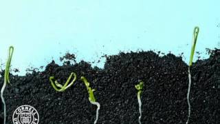 Onion seeds germinating in time lapse [upl. by Edie]