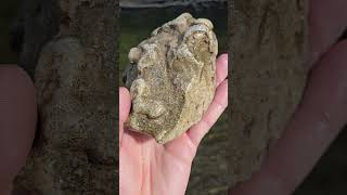 Huge Bryozoan Fossil Found At Flow thefinders teamrockit rockhounding [upl. by Eatnuahc975]