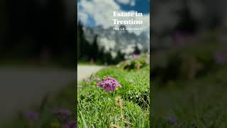 La tua vacanza in estate in Trentino Dolomiti  offerte Hotel Spa Benessere nella Natura [upl. by Inava]