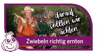 Zwiebeln ernten amp neues Gemüse pflanzen  Gartenarbeiten im August [upl. by Stelu]