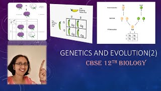 GeneticsMonohybridCrossPunnettsSquarePhenotypeGenotypeRatioCBSE12thBiology [upl. by Yaeger849]