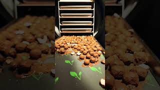 Malted Milk Balls and Mushrooms in freeze dryer [upl. by Arahsak]