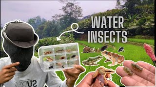 Capture AND Observe insect Catch Insects in Rice Field [upl. by Zil]