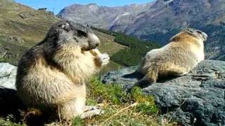 Swiss alpine marmots enjoying the view above SaasFee [upl. by Weinman]