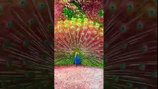 Beautiful peacock peacock beauty birds viral shorts [upl. by Drislane134]