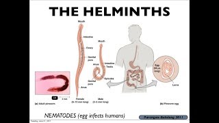 Microbiology of Helminths amp Immunity [upl. by Harmon]