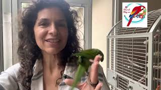 What’s It Like To Have A Hahns Macaw Parrot ParrotBliss [upl. by Oba252]