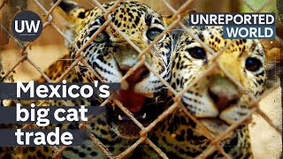 Mexicos Exotic Pet Trade  Unreported World [upl. by Vania]