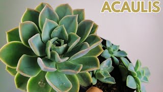 graptoveria acaulis cuidados echeveria suculentas donsuculento [upl. by Nnauol]