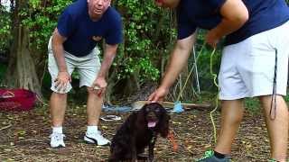 How to train Aggressive Dogs 1  with The Miami Dog Whisperer [upl. by Tabb]