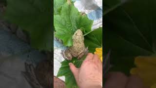 Animal frog survival for fun  Catch frogs jumping funny  funny frog catching video  Ranidae [upl. by Rania842]