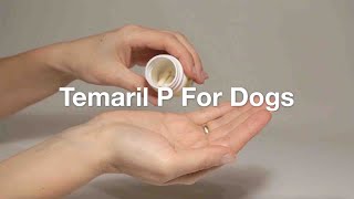 Temaril P For Dogs – A Complete Guide To Your Dog’s Prescribed Drug [upl. by Darnall595]