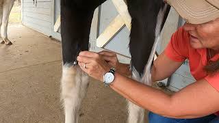 Removing a chestnut from a horse’s leg [upl. by Gabrielli510]