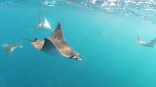 Thousands of Ray Fish Flying Through Mexico Sea [upl. by Enyaj758]