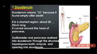 parte 4digestive systemenzyme acid function of GI small intestineanatomy an physiologymedical [upl. by Esemaj]