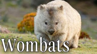 Things You Didnt Know About Wombats Wombats Look Like Real Life Ewoks [upl. by Alphonse]