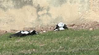 Are they dead or just sunbathing Australian Magpies look ridiculous as they sunbake [upl. by Pavia]