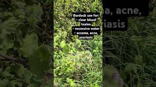 Herbs in Milton Keynes Olney river Burdock Arctium psoriasis acne toxins eczema [upl. by Cott]